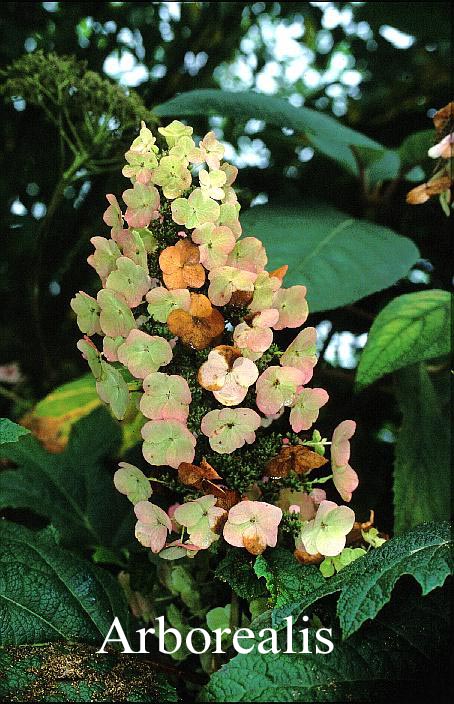 Hydrangea quercifolia 'Flemigea' (SNOWQUEEN)