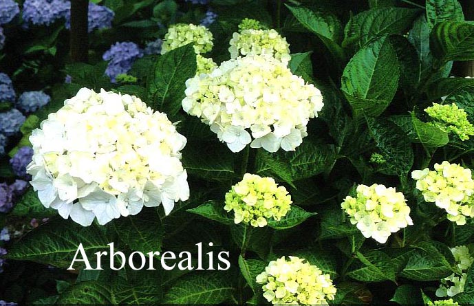 Hydrangea macrophylla 'Regula'