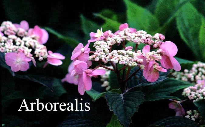 Hydrangea serrata 'Spreading Beauty'