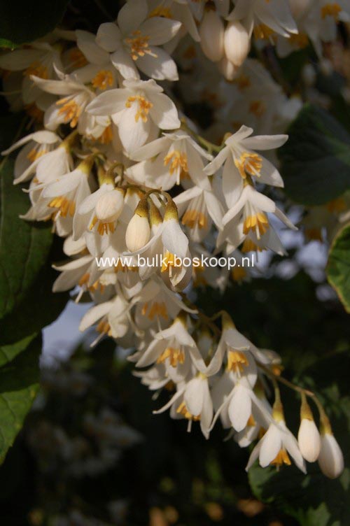 Styrax hemsleyanus