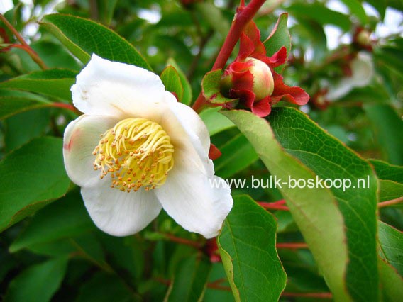 Stewartia sinensis