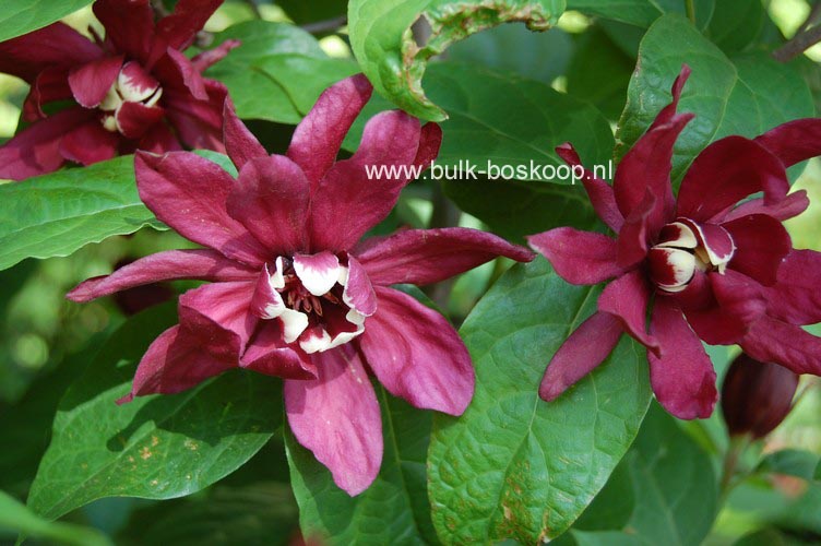 Calycanthus raulstonii 'Hartledge Wine'