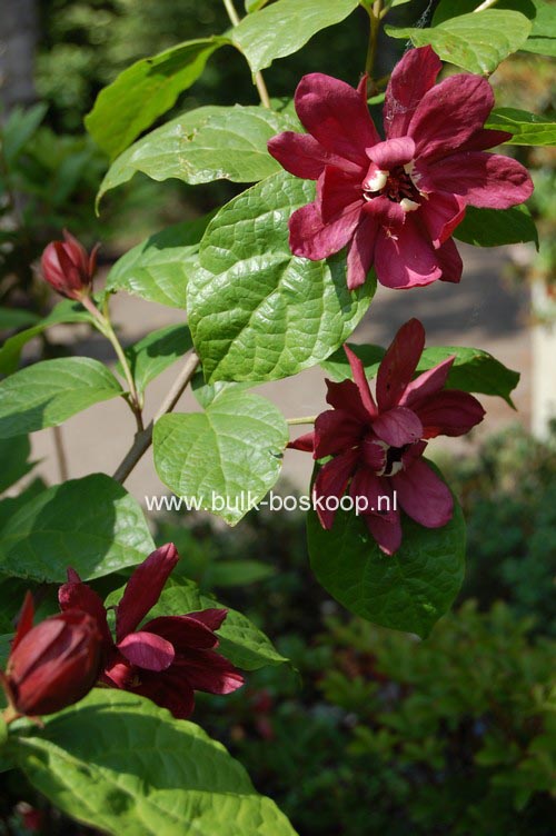 Calycanthus raulstonii 'Hartledge Wine'