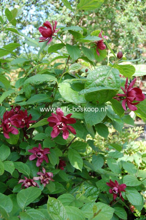 Calycanthus raulstonii 'Hartledge Wine'