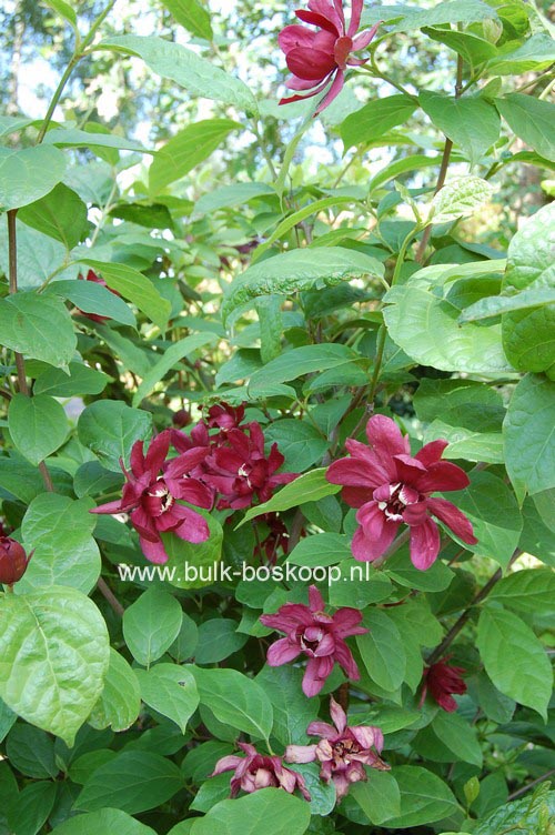 Calycanthus raulstonii 'Hartledge Wine'