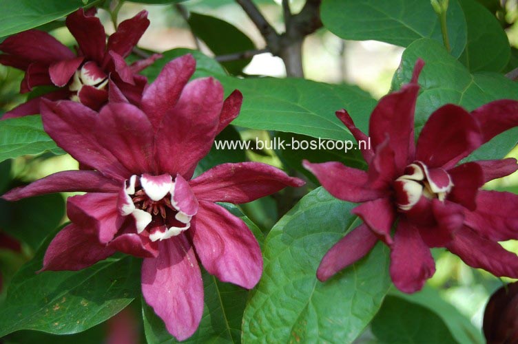 Calycanthus raulstonii 'Hartledge Wine'