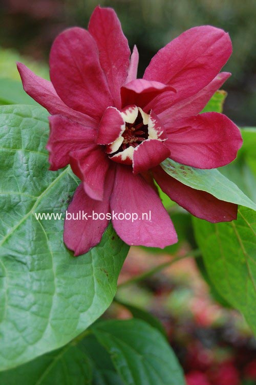 Calycanthus raulstonii 'Hartledge Wine'