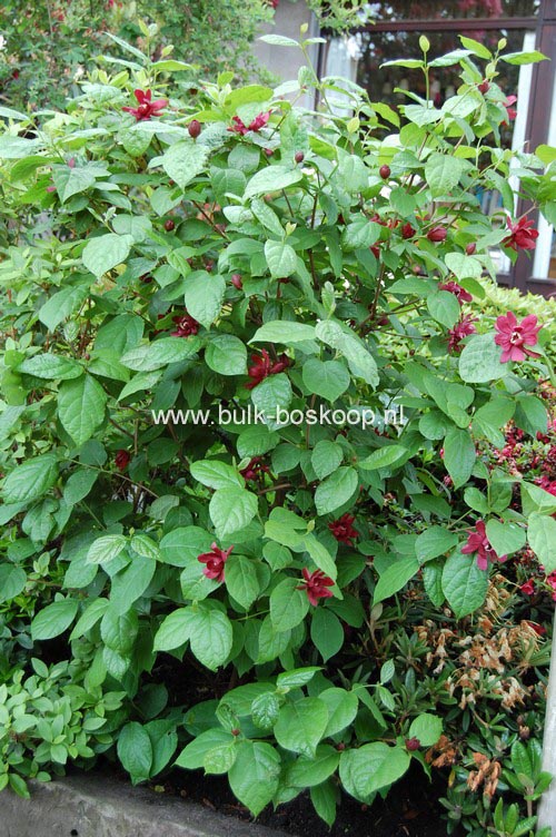 Calycanthus raulstonii 'Hartledge Wine'