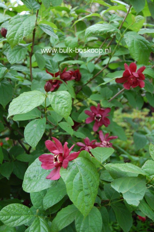 Calycanthus raulstonii 'Hartledge Wine'