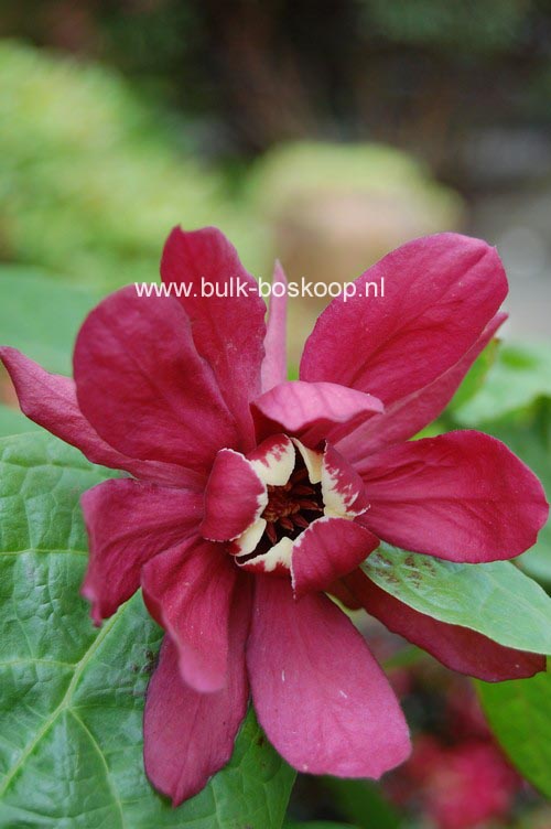 Calycanthus raulstonii 'Hartledge Wine'