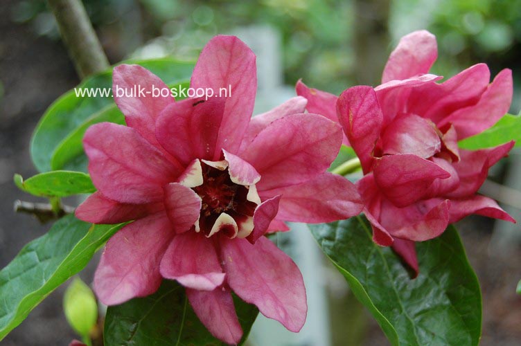 Calycanthus raulstonii 'Hartledge Wine'