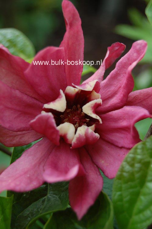 Calycanthus raulstonii 'Hartledge Wine'