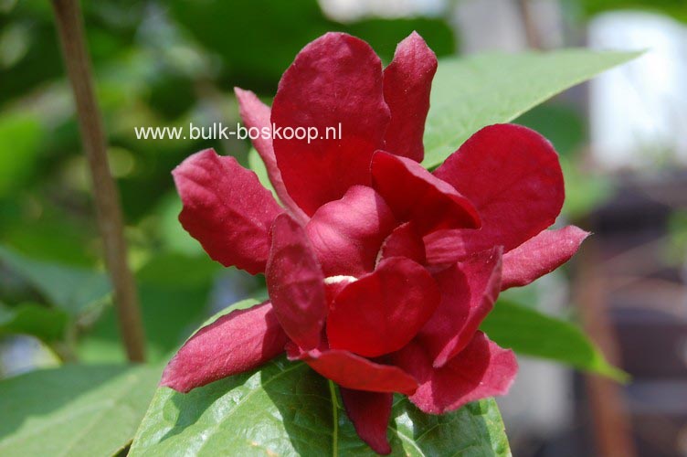 Calycanthus raulstonii 'Hartledge Wine'