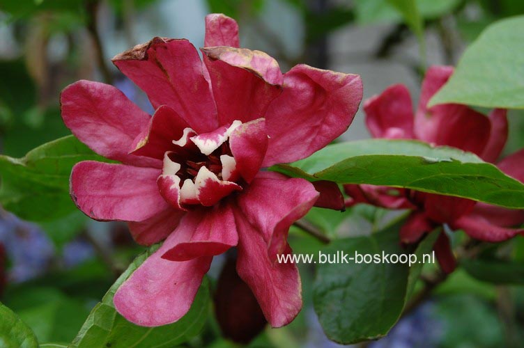 Calycanthus raulstonii 'Hartledge Wine'