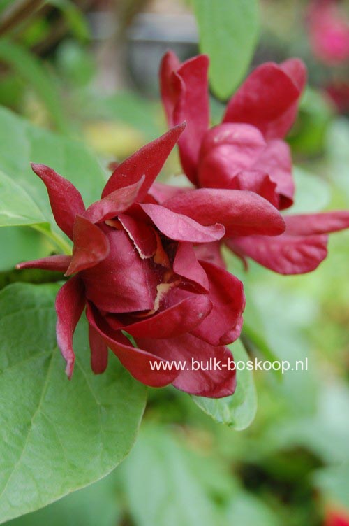 Calycanthus raulstonii 'Hartledge Wine'