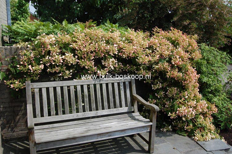 Schizophragma hydrangeoides 'Roseum'