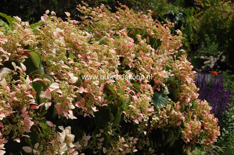 Schizophragma hydrangeoides 'Roseum'