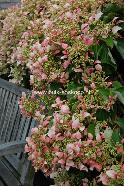 Schizophragma hydrangeoides 'Roseum'