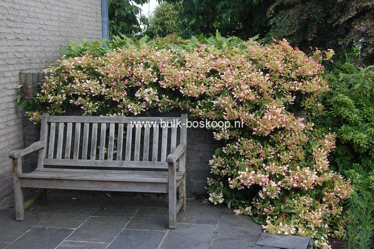 Schizophragma hydrangeoides 'Roseum'