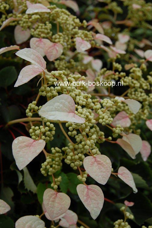 Schizophragma hydrangeoides 'Roseum'