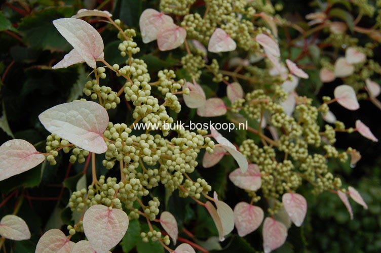 Schizophragma hydrangeoides 'Roseum'