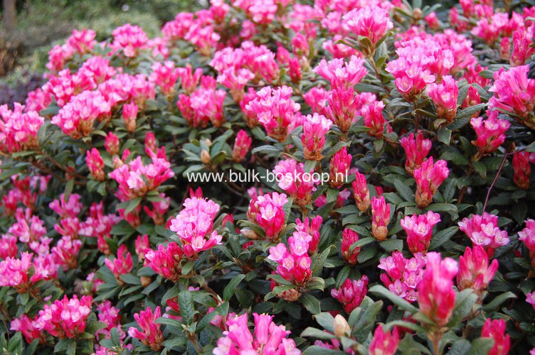 Rhododendron 'Razorbill'