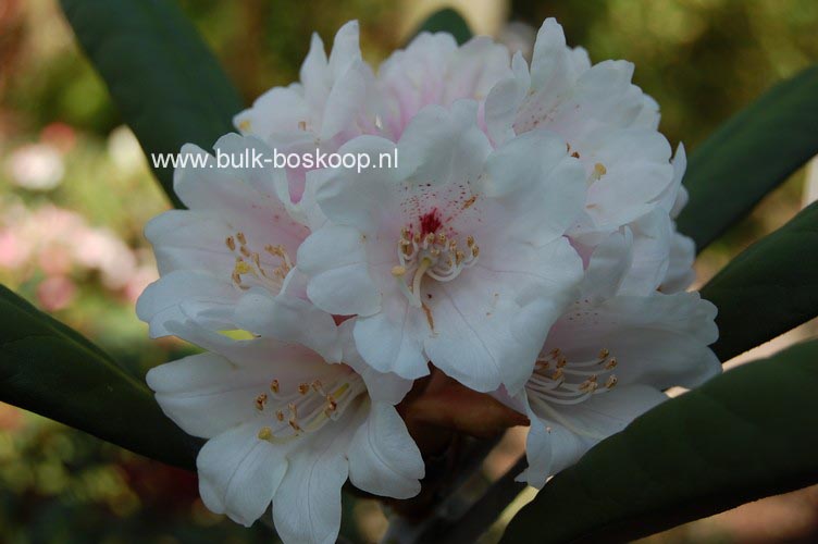 Rhododendron 'Great Dane'