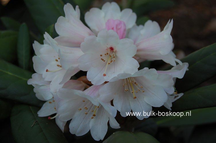 Rhododendron 'Great Dane'