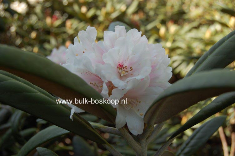 Rhododendron 'Great Dane'