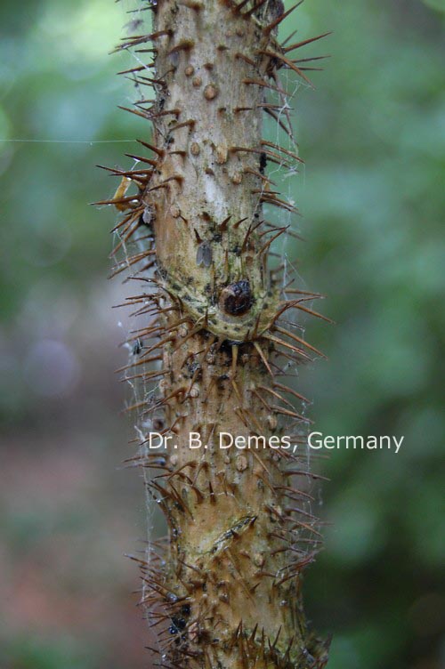 Oplopanax horridus