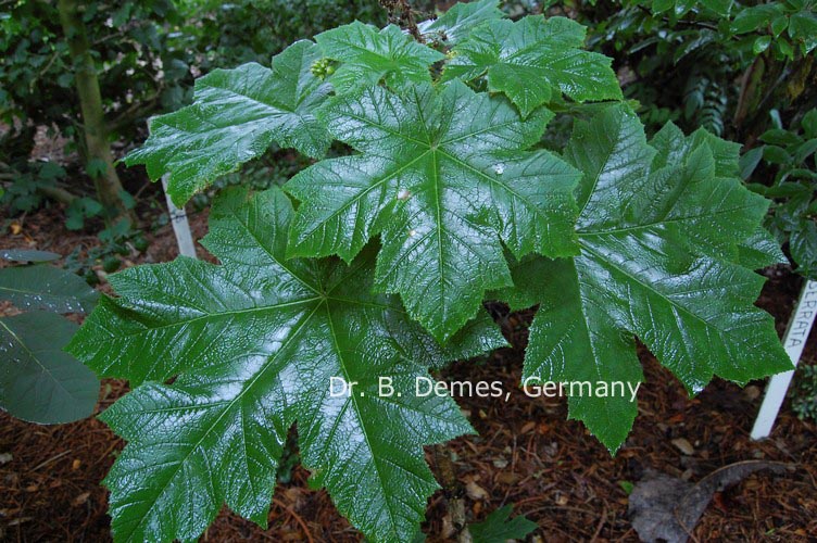 Oplopanax horridus