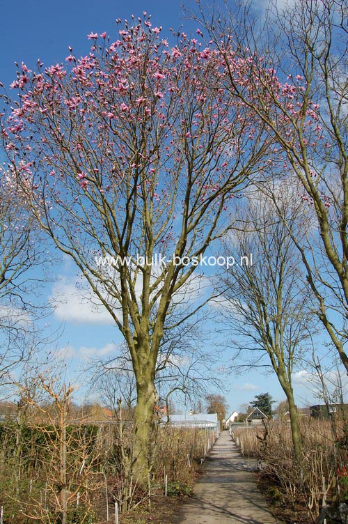 Magnolia dawsoniana