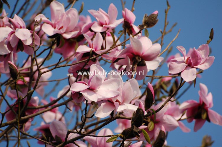 Magnolia dawsoniana