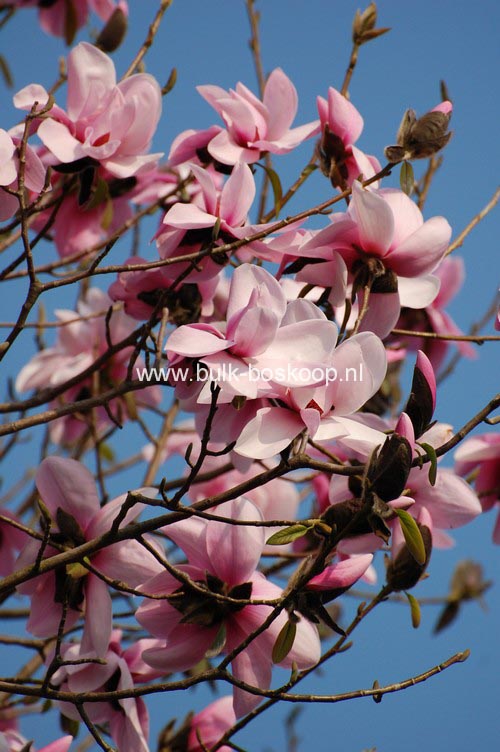 Magnolia dawsoniana