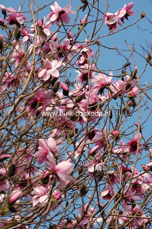 Magnolia dawsoniana