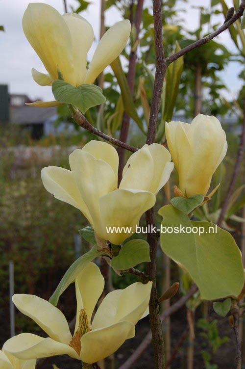 Magnolia 'Golden Sun'