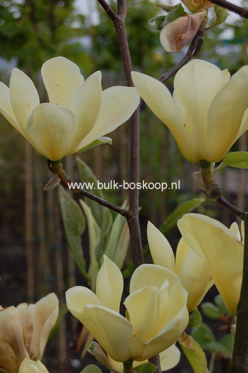 Magnolia 'Golden Sun'