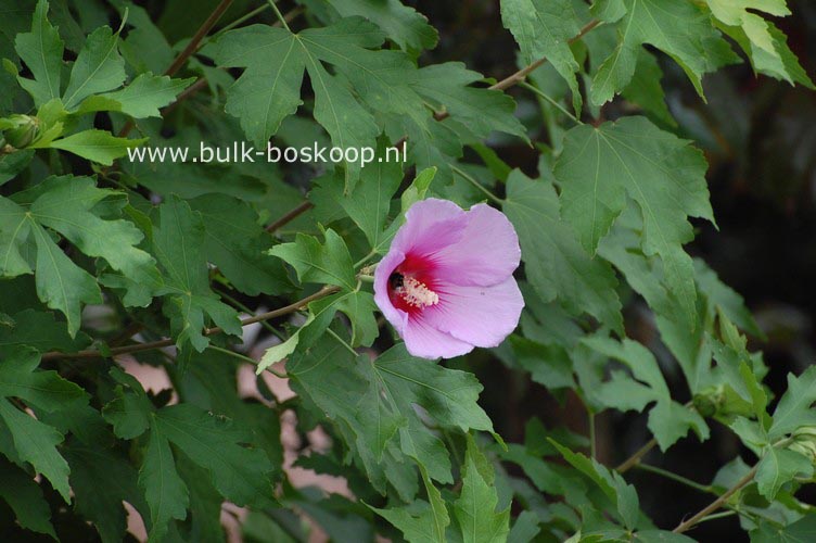 Hibiscus 'Resi'