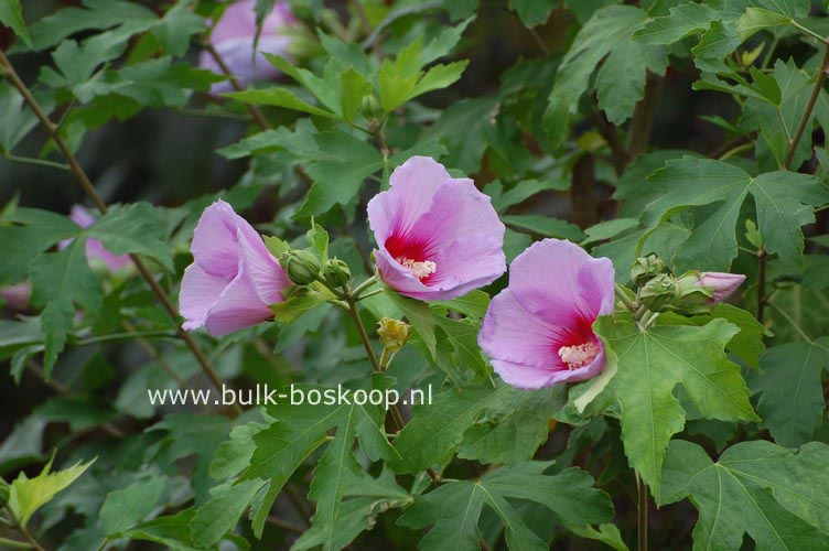 Hibiscus 'Resi'