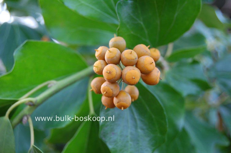 Hedera poetarum