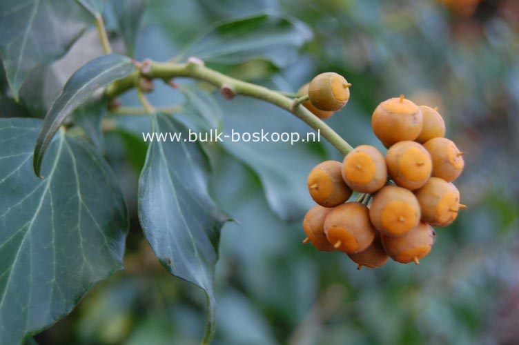 Hedera poetarum