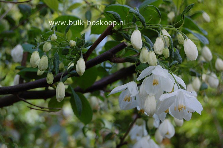 Halesia diptera