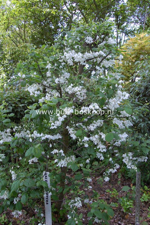 Halesia diptera