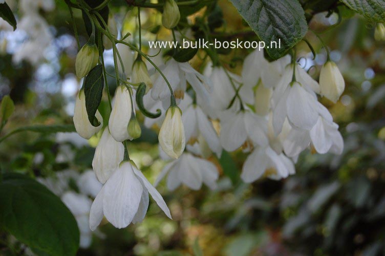 Halesia diptera