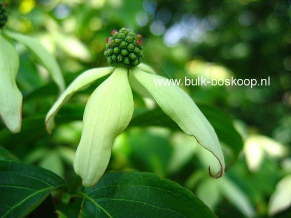 Cornus kousa 'Weaver's Weeping'