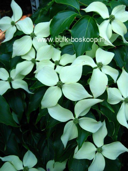 Cornus kousa 'Big Apple'