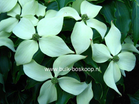 Cornus kousa 'Big Apple'