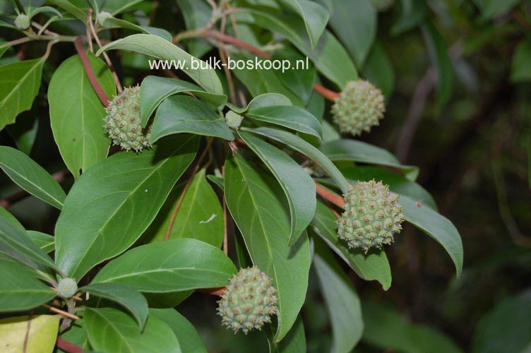 Cornus capitata