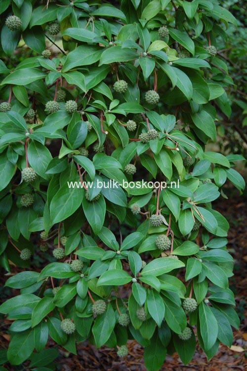 Cornus capitata