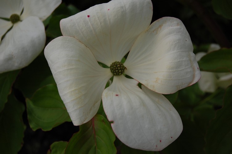 Cornus 'KN-30-8' (VENUS)